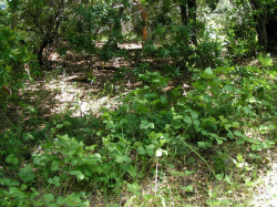 Photo taken at Rancho Canada del Oro in valley oak/California bay/coast live oak woodland © 2006 Tom Cochrane. 